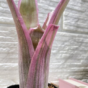 ^NuA@rxMA C[Y(B[Y) 3OXbg(i)@CeAO[ |   킢