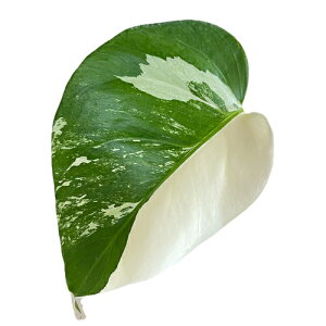 ϗtA@Xe zCg^CK[ 4Xbg D(i)@CeAO[ |   킢