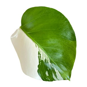 ϗtA@Xe zCg^CK[ 4Xbg F(i)@CeAO[ |   킢