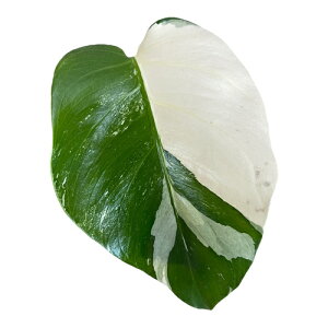 ϗtA@Xe zCg^CK[ 4Xbg I(i)@CeAO[ |   킢