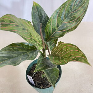 ϗtA@AOIl} bhA[~[ 4 A(i)@CeAO[ | IV JCC 