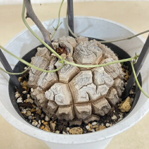 Tb 5N 5 B(i)@򍪐A R[fbNX rU[vc CeAO[ |   킢 LbREE