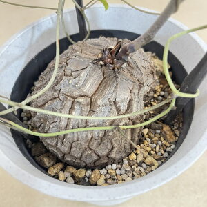 Tb 5N 5 C(i)@򍪐A R[fbNX rU[vc CeAO[ |   킢 LbREE