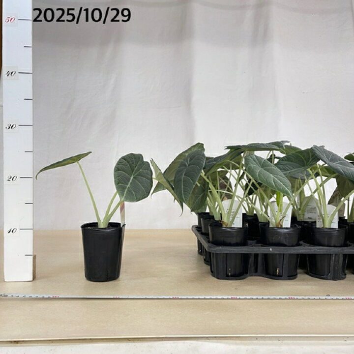 楽天市場】観葉植物 アロカシア ドラゴンムーン 3号(おまかせ1鉢 