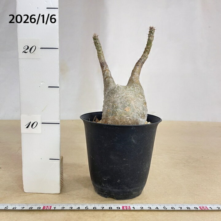 楽天市場】塊根植物 コーデックス パキポディウム ロスラツム 