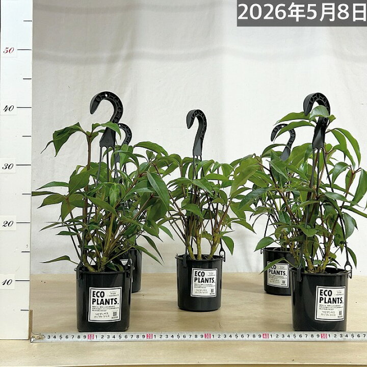 楽天市場】観葉植物 ツピダンサス カリプトラツス 4号吊り鉢(底穴なし 