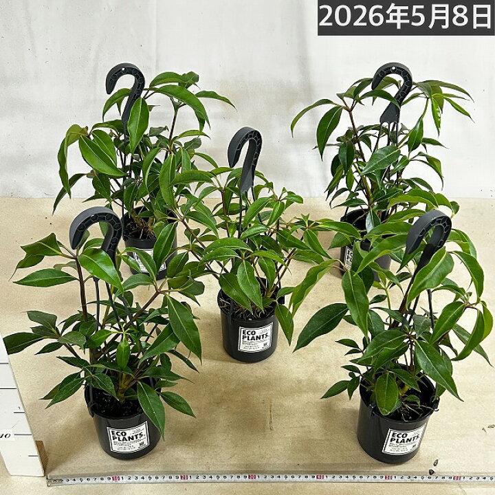 楽天市場】観葉植物 ツピダンサス カリプトラツス 4号吊り鉢(底穴なし 