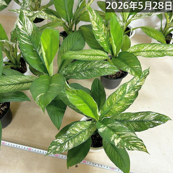 楽天市場】観葉植物 斑入りスパティフィラム センセーション 