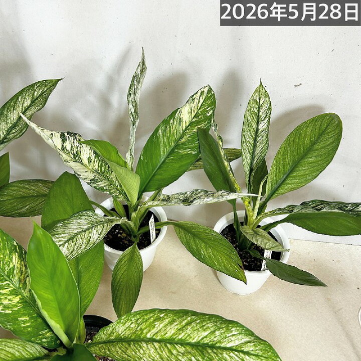 楽天市場】観葉植物 斑入りスパティフィラム センセーション 