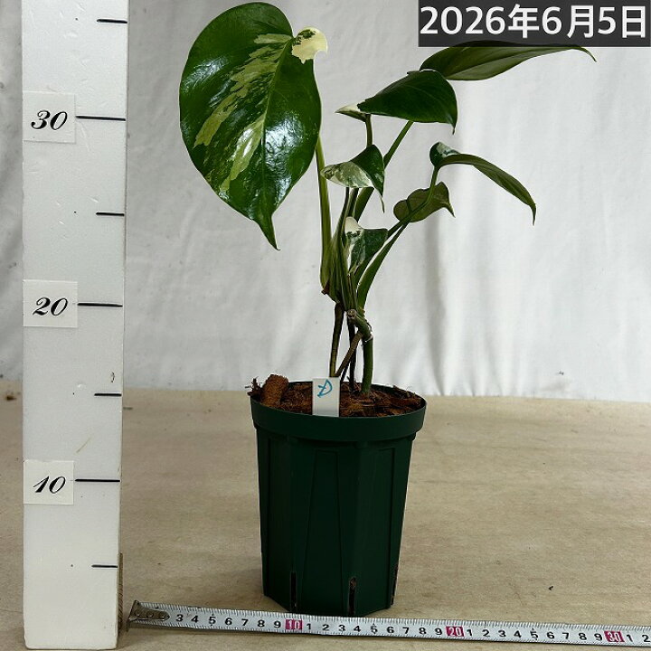楽天市場】観葉植物 モンステラ ホワイトタイガー 4号スリット鉢 個体D 