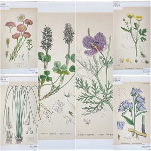 �G�@�A���@�{�^�j�J���C���X�g���[�V���� Fine art print of botanicalillustration�@�A�[�g�@ �A���e�B�[�N �C���X�g �|�p