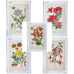�G�@�A���@�{�^�j�J���C���X�g���[�V���� Fine art print of botanicalillustration�@�A�[�g�@ �A���e�B�[�N �C���X�g �|�p