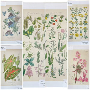 �G�@�A���@�{�^�j�J���C���X�g���[�V���� Fine art print of botanicalillustration�@�A�[�g�@ �A���e�B�[�N �C���X�g �|�p