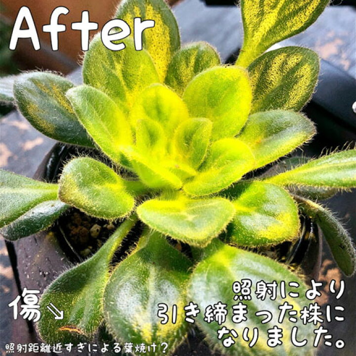 楽天市場 植物育成ledライト Luche ルーチェ 育成灯 日照不足に キッチン インテリアライト 室内園芸 栽培ライト おしゃれ ｌｅａｆｓ