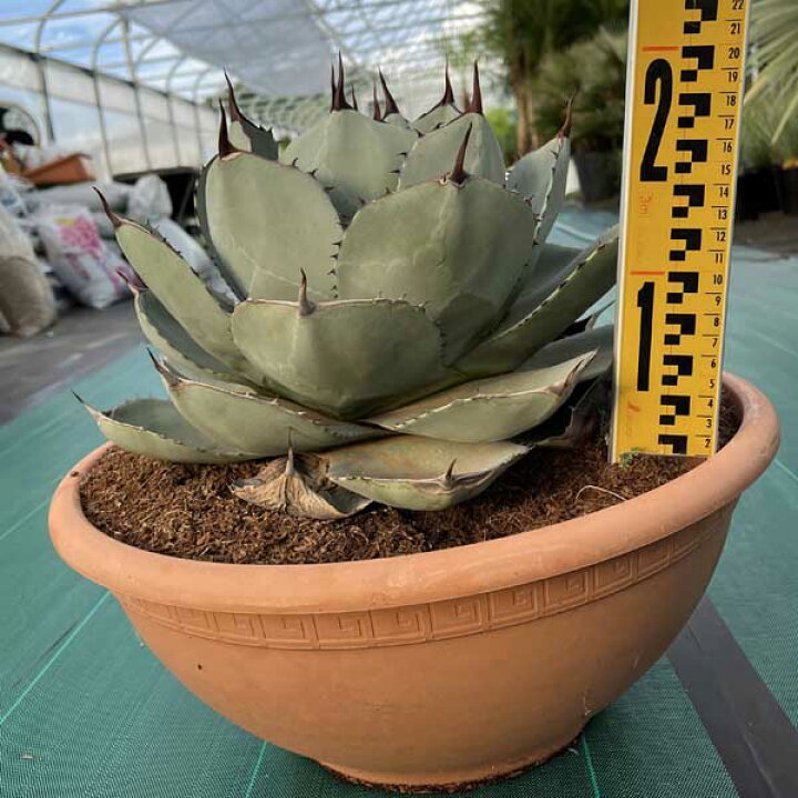 アガベパリートランカータ浅鉢仕立て抜き苗発送｜アガベ 
