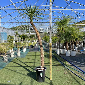 yzACtHA bJEACtHA Ȃ I ϗtA j Vzj JXj V{c[ 10 LO ϊ hCK[f