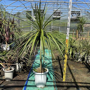 観葉植物 コルジリネの人気商品 通販 価格比較 価格 Com