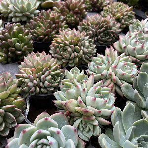 QCA\[g3Zbg A c NbX Z_ GPxA 