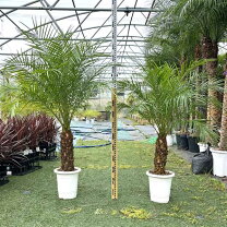 楽天市場】ドライガーデン（種類（植物）ヤシ）の通販