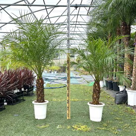 2024年度販売1000本突破!!ロベヤシ フェニックス・ロベレニー ヤシ ヤシの木 パームツリー 椰子 ロベ シンノウヤシ 観葉植物 お祝 新築祝い 開店祝い シンボルツリー 8号 120-150cm 記念樹 ドライガーデン