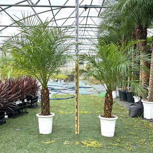 2024Nx̔1000{˔j!!xV tFjbNXExj[ V V̖ p[c[ q x VmEV ϗtA j Vzj JXj V{c[ 8 120-150cm LO hC