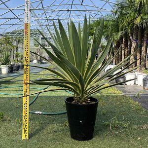 観葉植物 グロリオサ」の人気商品一覧 | 安い商品を通販サイトから探す 