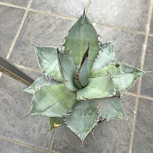 AKx `^m^ zCgACX Vzj hCK[f bNK[f