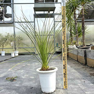 �_�V�����I�� �����M�V�}�� �c�� �ϗt�A�� ���j �V�z�j�� �J�X�j�� �V���{���c���[ �L�O�� �h���C�K�[�f�� ���b�N�K�[�f��