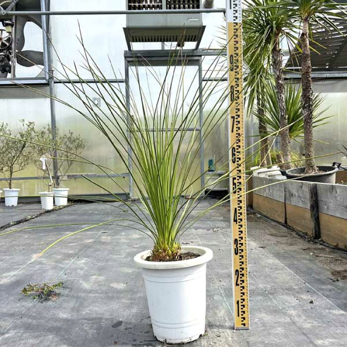 送料無料】 ダシリリオン ロンギシマム 苗木 観葉植物 お祝 新築祝い 