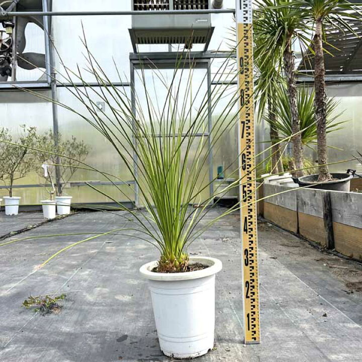 楽天市場】ダシリリオン ロンギシマム 苗木 観葉植物 お祝 新築祝い 
