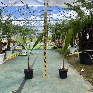 VgjA VgV V̖ p[c[ ϗtA j Vzj JXj V{c[ ϊ LO hCK[f