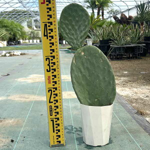 �E�`���T�{�e�� �o�[�o���N �T�{�e�� �h���C�K�[�f���y���������z