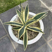 楽天市場】アガベ アメリカーナ（観葉植物｜花・観葉植物）：花 
