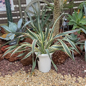 観葉植物 グロリオサ 観葉植物の人気商品 通販 価格比較 価格 Com