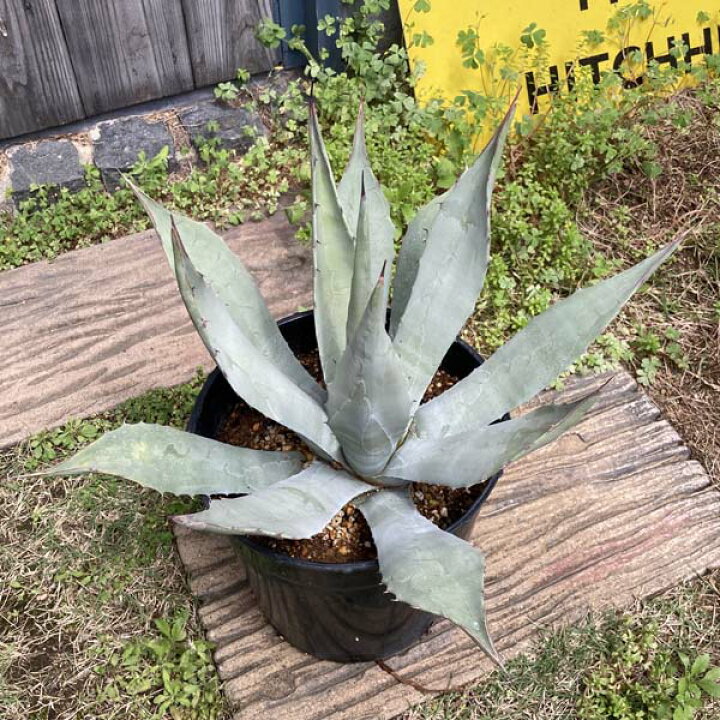 楽天市場】【送料無料】アガベ パリー 吉祥天 新築祝い 7号 ドライ  