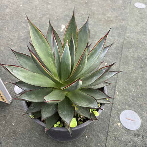 AKx u[O[ j Vzj JXj LO hCK[f bNK[f