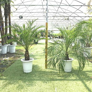 観葉植物 フェニックスロベレニーの人気商品 通販 価格比較 価格 Com