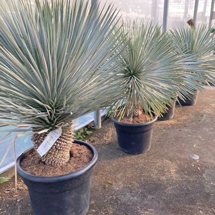 楽天市場】【送料無料】 ダブルヘッド ロストラータ ユッカ  