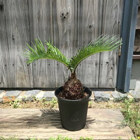 楽天市場 ソテツ 観葉植物の通販