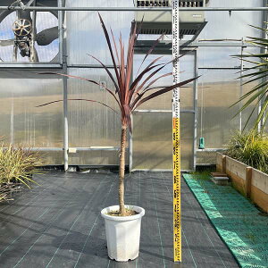 観葉植物 コルジリネの人気商品 通販 価格比較 価格 Com