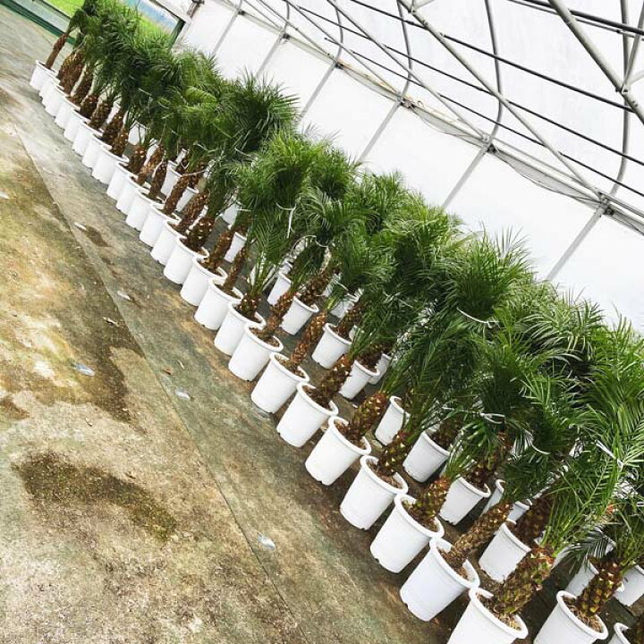 楽天市場】2023年販売1000本突破!! 【送料無料】ロベヤシ フェニックス  