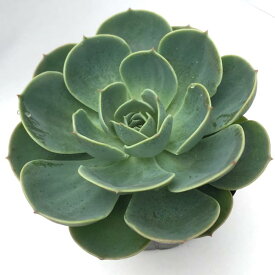 多肉植物 苗 七福神 抜き苗 多肉 エケベリア