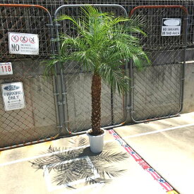 楽天市場 観葉植物 種類 植物 ヤシ 高さ 植物 131cm 花 観葉植物 花 ガーデン Diy の通販