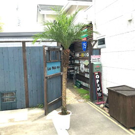 楽天市場 観葉植物 種類 植物 ヤシ シュロチク 高さ 植物 131cm 花 観葉植物 花 ガーデン Diy の通販
