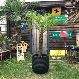 2J[ Aؔ 傫ȃv^[  IV y  40cm