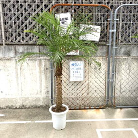 楽天市場 フェニックスロベレニーの通販