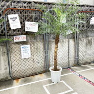 2025年販売1000本突破!! ロベヤシ フェニックス・ロベレニー ヤシ ヤシの木 パームツリー 椰子 ロベ シン…