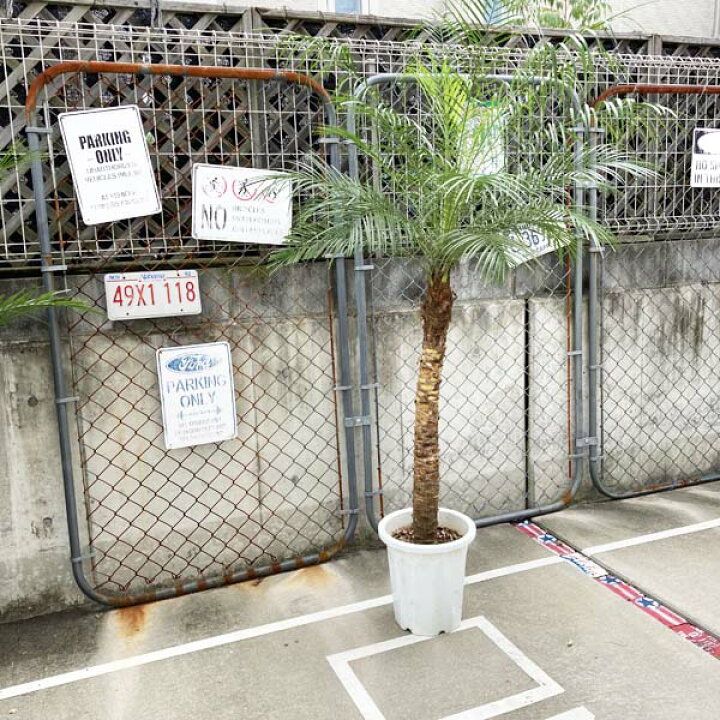 楽天市場】2023年販売1000本突破!! 【送料無料】ロベヤシ フェニックス  