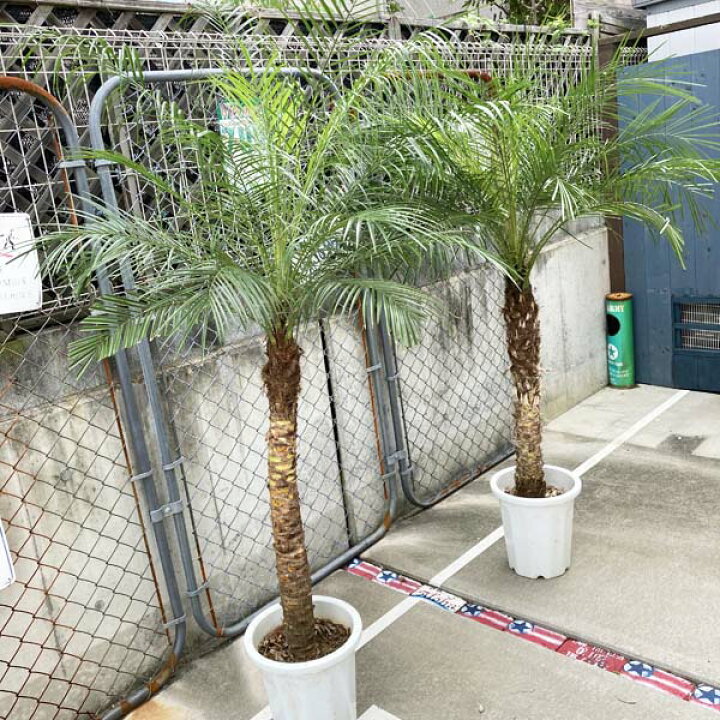 楽天市場】2023年販売1000本突破!! 【送料無料】ロベヤシ フェニックス  