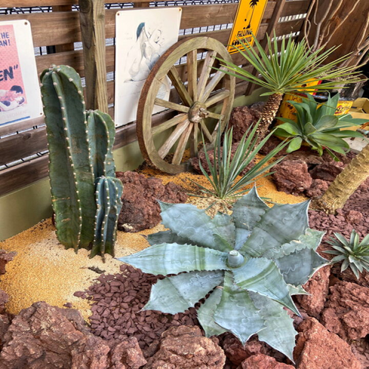 楽天市場】5頭立ち サボテン 柱サボテン 鬼面角 サボテン 多肉植物 尺 